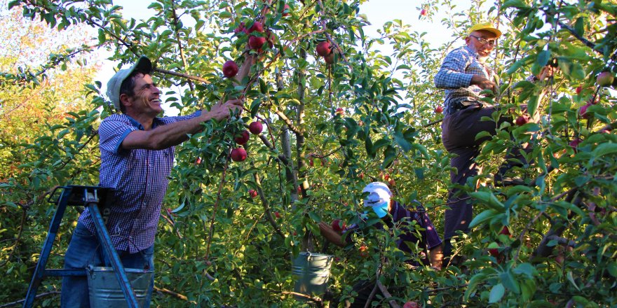 Amasya elmasında rekolte patlaması: Topla topla bitmiyor