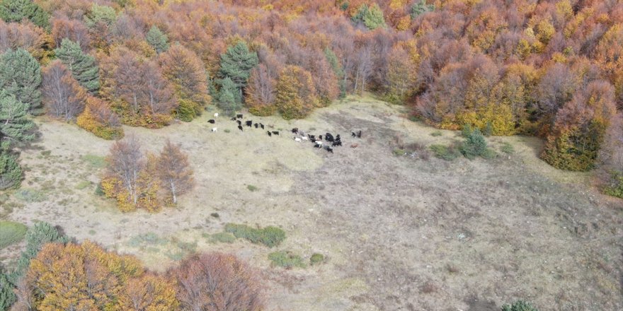 Kütahya'da kaybolan küçükbaş hayvan sürüsünü jandarma ekibi buldu