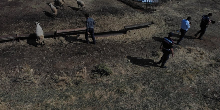 Aydın’da kaybolan 65 koyunu, jandarma drone yardımıyla buldu