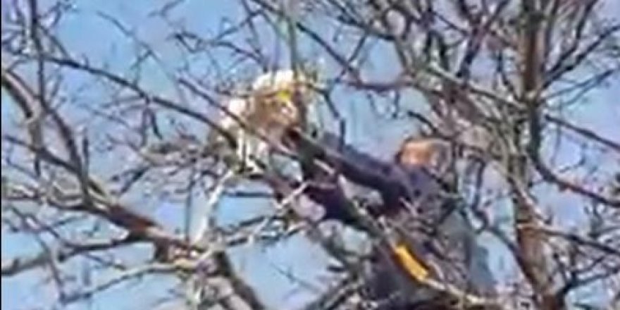 Çıktığı ağaçta mahsur kalan kediyi vatandaşlar kurtardı