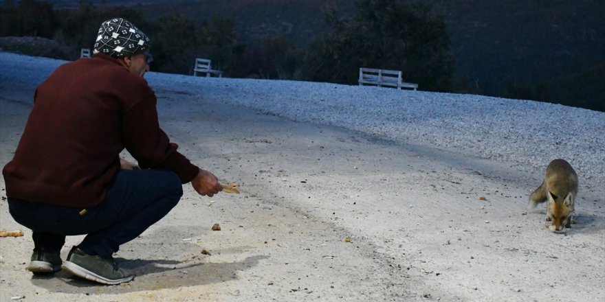 Manisa'da restoran sahibi, işletmesine gelen tilkileri elleriyle besliyor