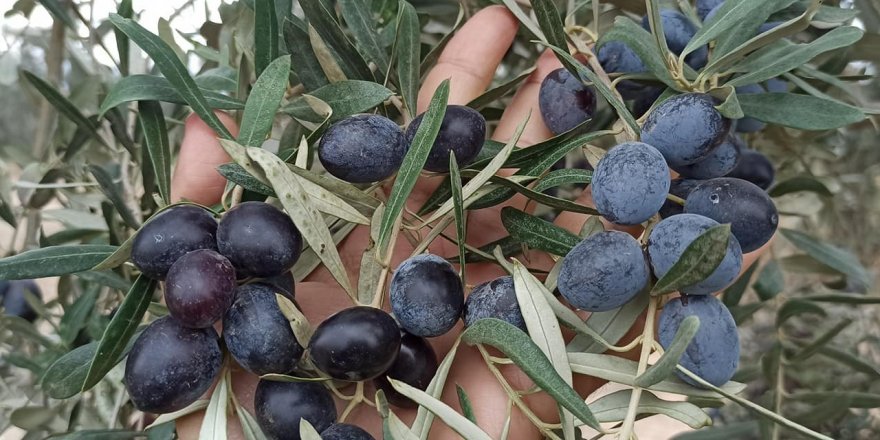 Yağışın az olması zeytin rekoltesini etkileyebilir