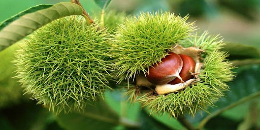 Kestane tüketimi vücuttaki toksinlerin atılmasını kolaylaştırıyor