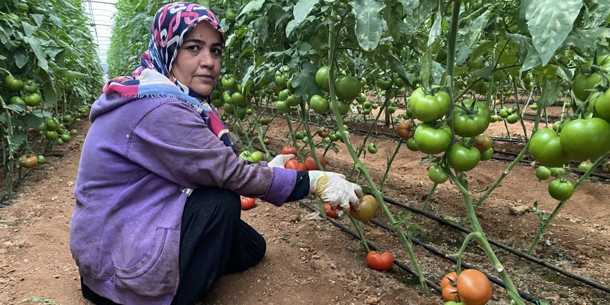 Antalya'daki seralarda domates hasadı başladı