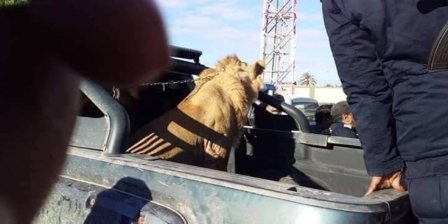 Libya'da sokakta dolaşan aslan paniğe neden oldu