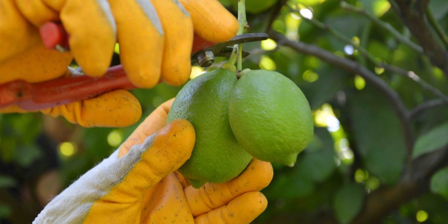 Ortaca'da narenciye üreticisi destek bekliyor