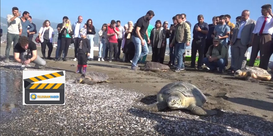 Hatay'da tedavileri tamamlanan deniz kaplumbağaları denize bırakıldı