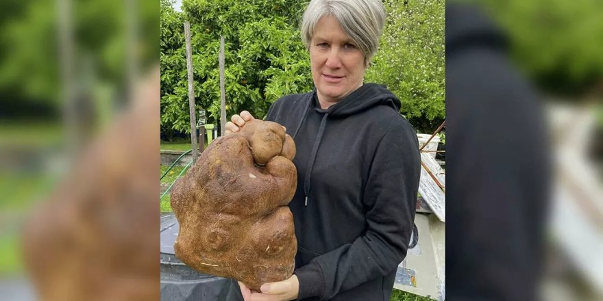 Yeni Zelanda'da dünyanın en büyük patatesi bulundu: 40 adet büyük boy cips yapılabiliyor