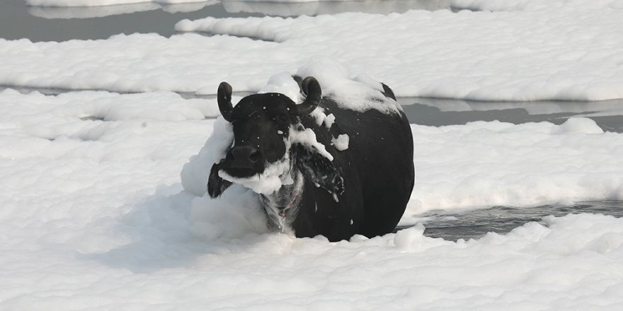 Hindistan'da Yamuna Nehri zehirli köpükle kaplandı