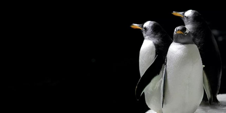 3 bin kilometre yol yapan Pingu kendini Yeni Zelanda kıyılarında buldu