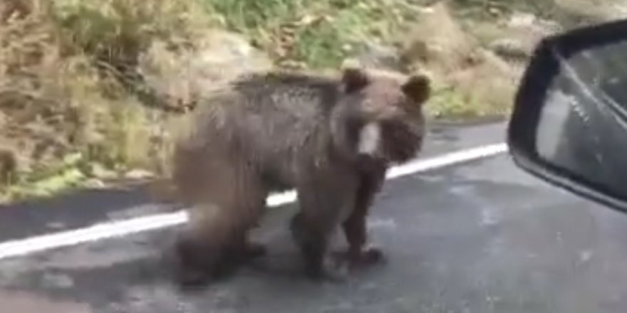 Yavru ayı karayolunda araçlara aldırış etmeden yürüdü