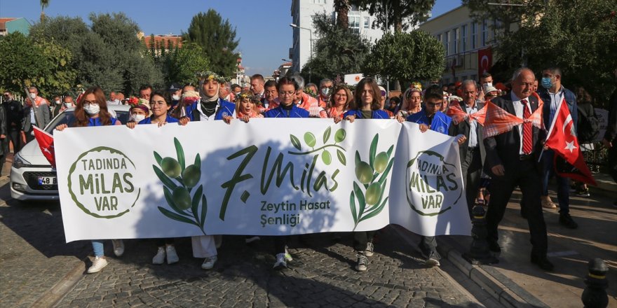 Muğla'da 7. Milas Zeytin Hasat Şenliği başladı