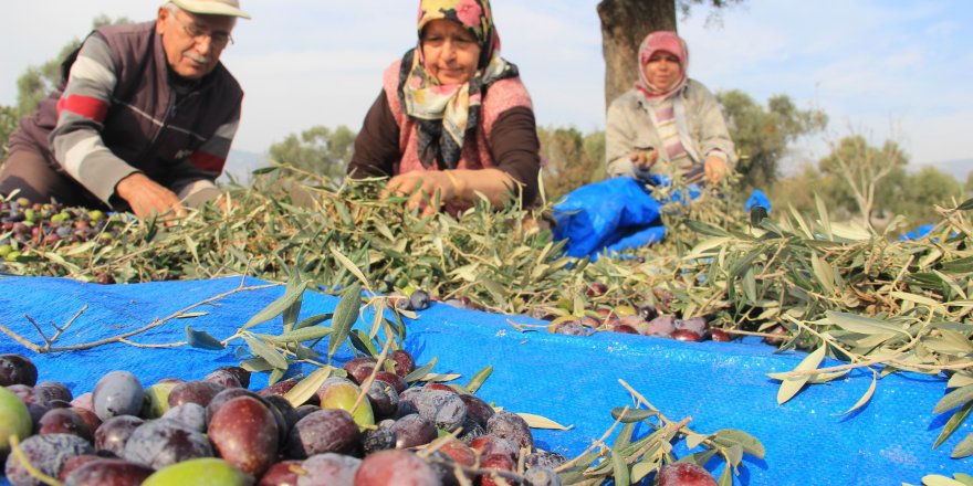 Aydın’da zeytin hasat sezonu başladı