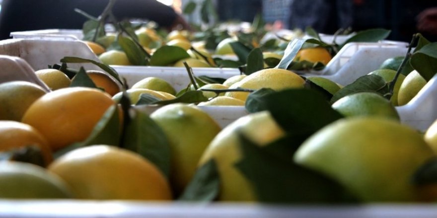 Limon, bahçesinde 25 kuruş, tezgahta 8 lira