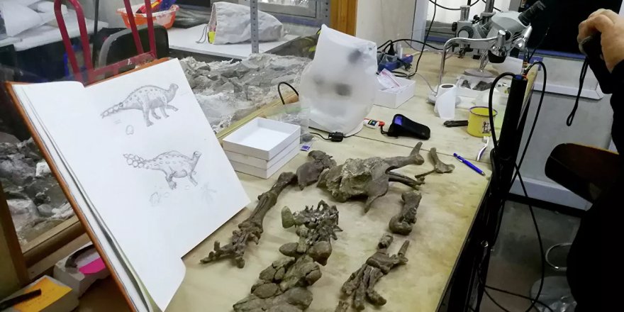 Şili'de keşfedilen yeni dinozor türünde 'silahlı kuyruk' görüldü
