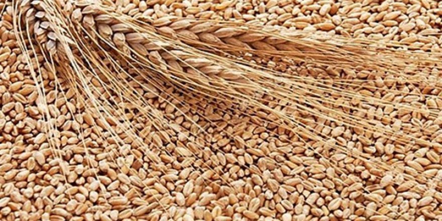 Makarnalık buğdayın kilogramı 4,70-4,80 liradan işlem gördü