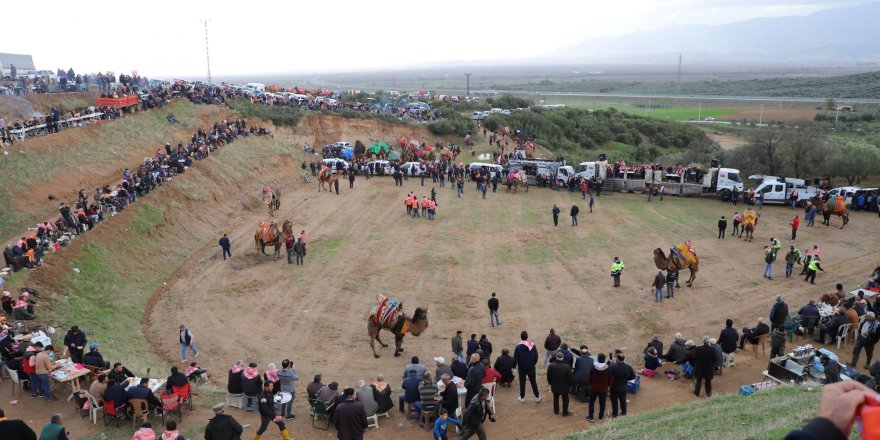 Turgutlu’da deve güreşi heyecanı 7’nci kez yaşandı