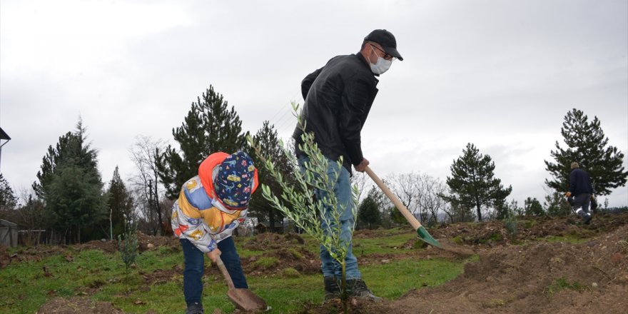 Gediz'de zeytin fidanları toprakla buluşturuldu