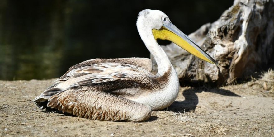 Yaralı flamingo ve iki pelikan tedavi altında