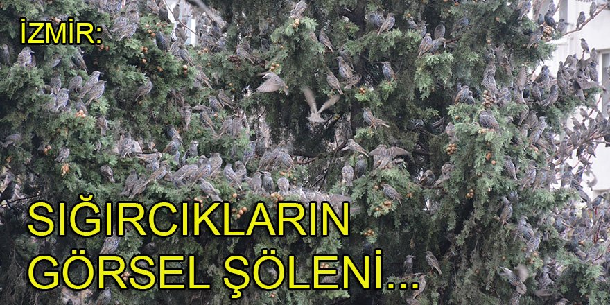 İzmir: Sığırcıkların görsel şöleni