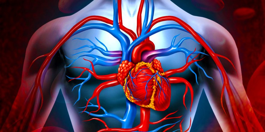 Dünyada en yaygın ölüm sebebi olan "kalp ve damar hastalıklarına" dikkat edilmeli