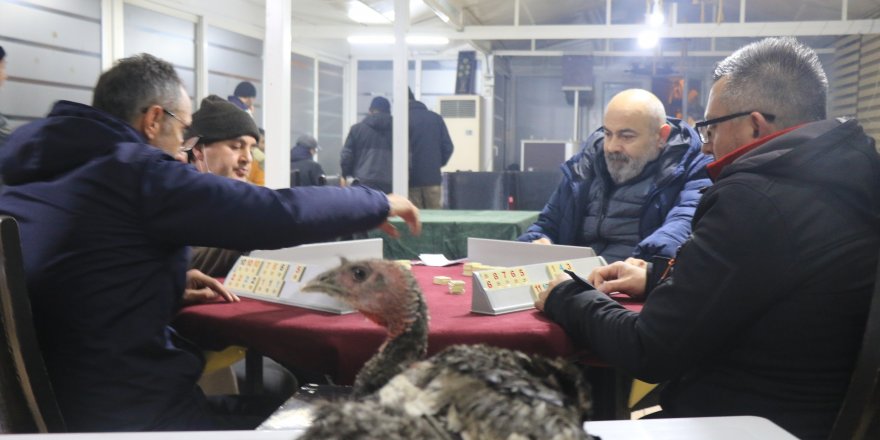 Zonguldak'ta hindi ödüllü okey turnuvası renkli görüntülere sahne oldu