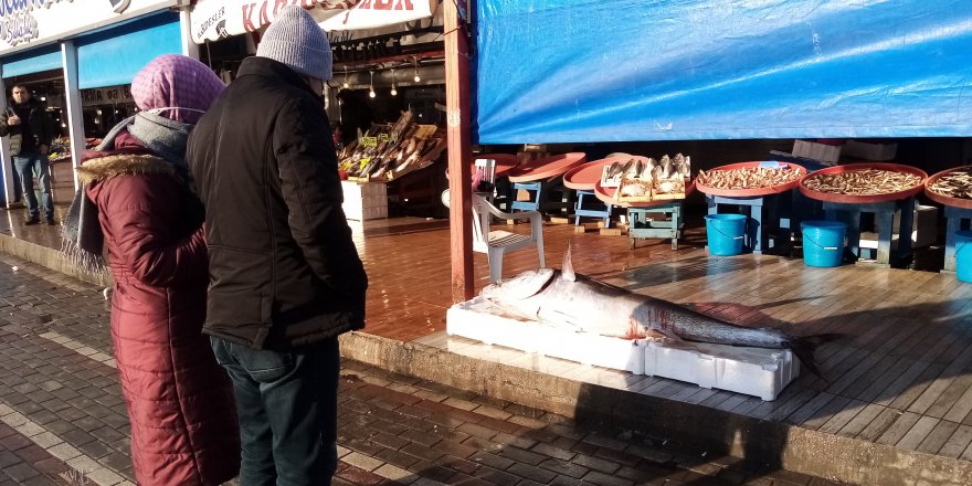 100 kiloluk torik ağlara takıldı