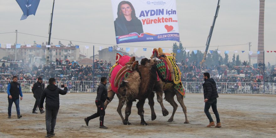 Aydın’da 184 deve kıran kırana güreşti