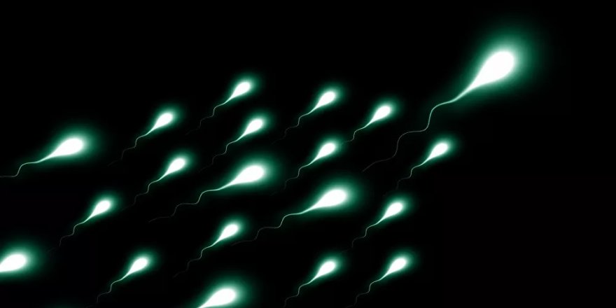 İnsan nesli tehlikede: 2045 yılında sperm sayısı '0' olacak