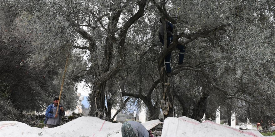 "Gladyatörler Kenti"nde zeytincilik asırlar öncesine dayanıyor