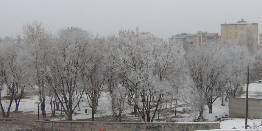 Kars’ta ağaçlar kırağı tuttu