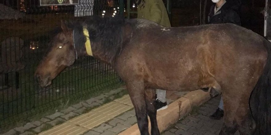 Atı iple aracın arkasına bağlayıp yürüttü, şikayet üzerine gözaltına alındı