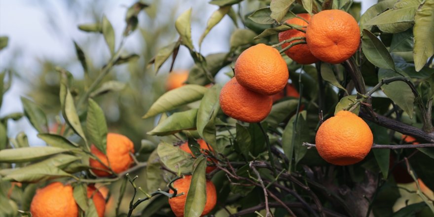 Türkiye'den 72 ülkeye mandalina ihracatı