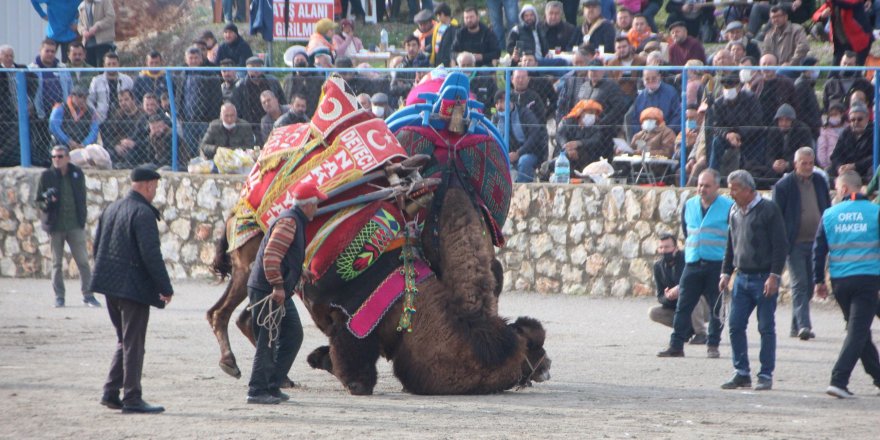 Bodrum’da deve güreşlerine yoğun ilgi
