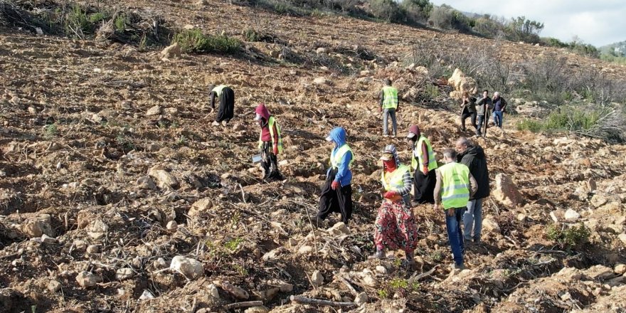 İzmir'de yanan ormanlar yeniden yeşeriyor