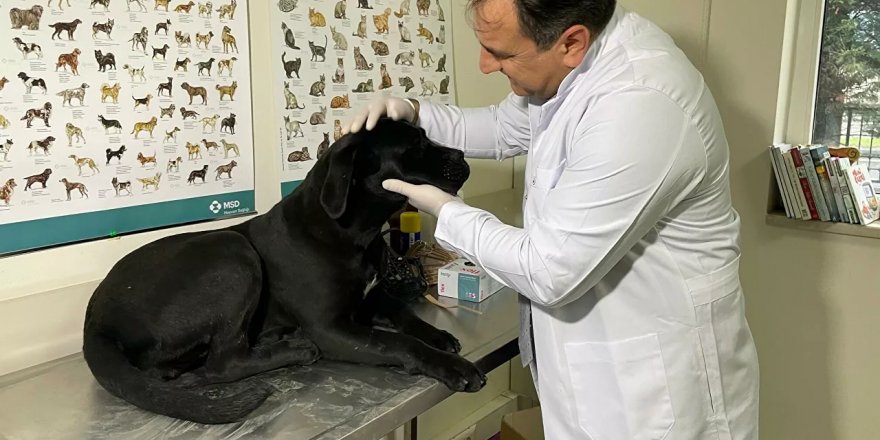 Yasaklı tür olarak belirlenen altı köpek cinsinin kayıt altına alınması için yarın son gün