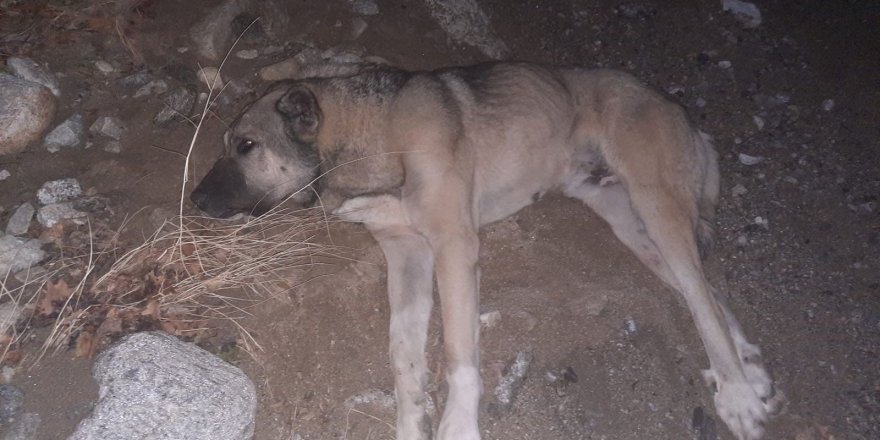 Sokak köpeğini av tüfeğiyle vurdu para cezasına çarptırıldı