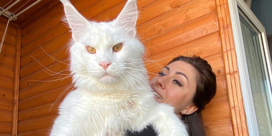 Dev kedi Kefir: 'O kadar büyük ki herkes köpek zannediyor'