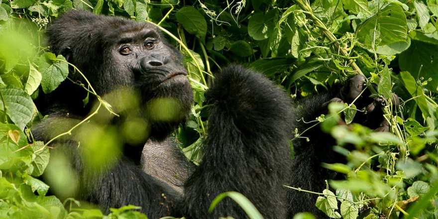 Dünyanın en yaşlı erkek gorili Ozzie hayatını kaybetti