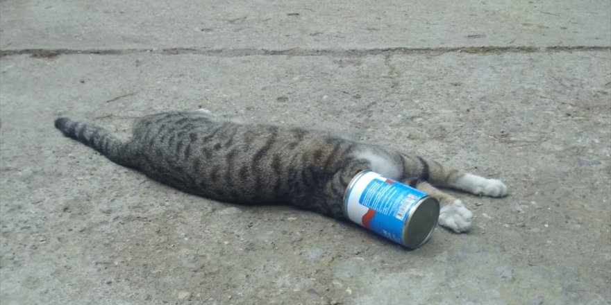 Manisa'da başı konserve kutusuna sıkışan kediyi itfaiyeciler kurtardı