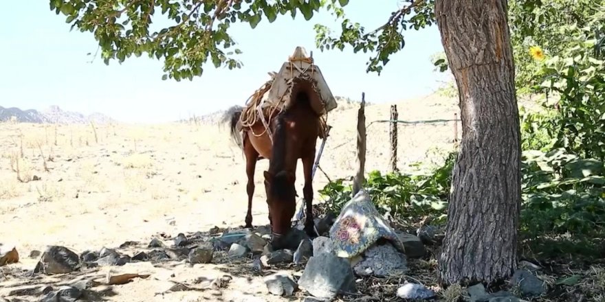 'Eşek Terzisi' ismindeki belgeseline eşek bulamadı atla çekti, 11 ödül kazandı