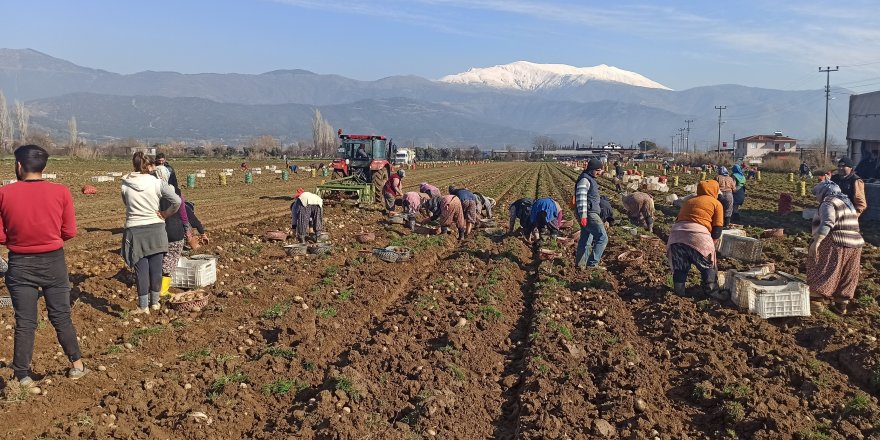 Patateste kış sökümleri devam ediyor