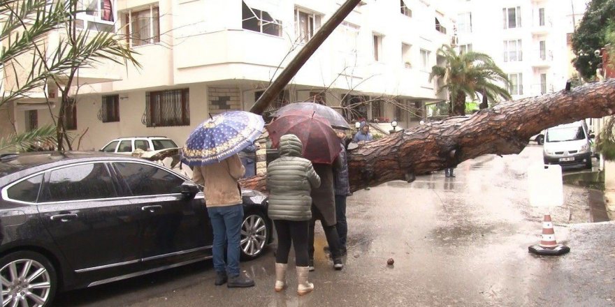 Maltepe’de rüzgarın etkisiyle dev ağaç milyonluk otomobilin üzerine devrildi