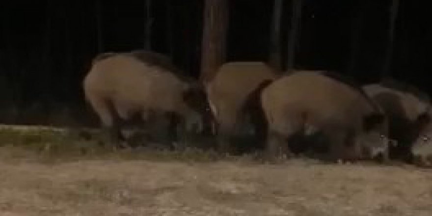 Beykoz’da aç kalan domuzlar şehre indi