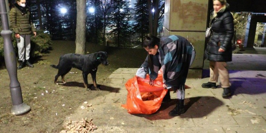 Ankara’da bir köpek zehirlenerek telef edildiği iddia edilen 8 yavru köpeğin başından dakikalarca ayrılmadı