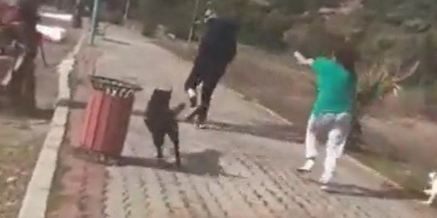 İzmir'de köpek tartışması şiddete dönüştü