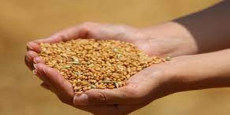Edirne'de buğday 4 lira 079 kuruştan satıldı