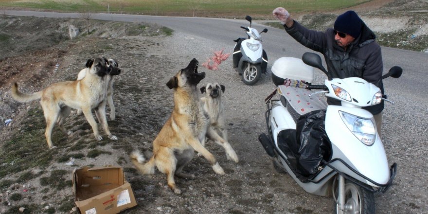 Köpekler onu korna sesinden tanıyor