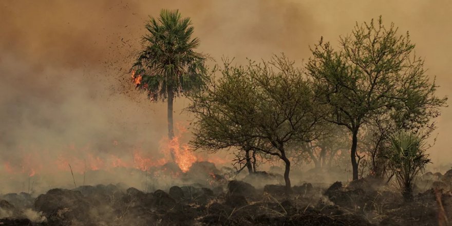Arjantin'in kuzeyindeki orman yangınlarında 785 bin hektardan fazla alan zarar gördü