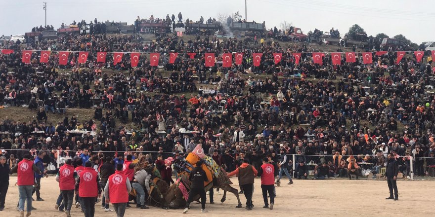 Kınık’ta 32'nci geleneksel deve güreşleri festivaline yoğun ilgi